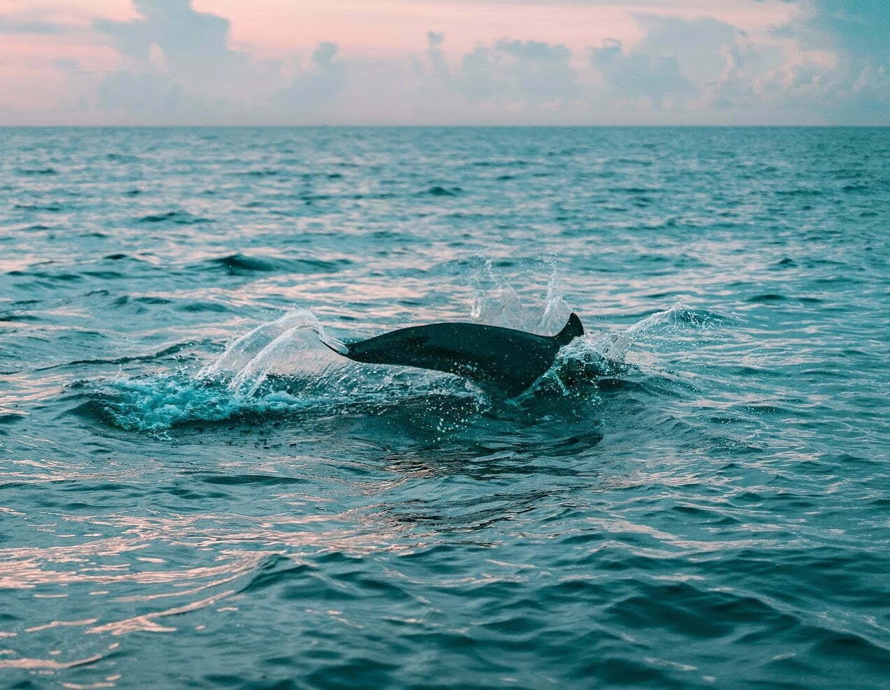 dolphin watching Algarve