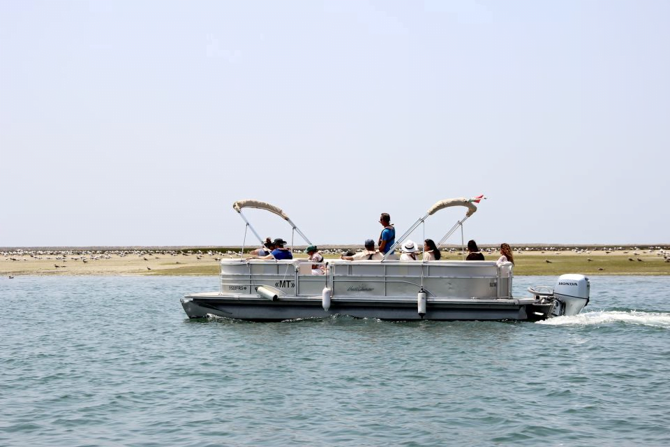 Birdwatching Faro Algarve Ria Formosa Natural Park