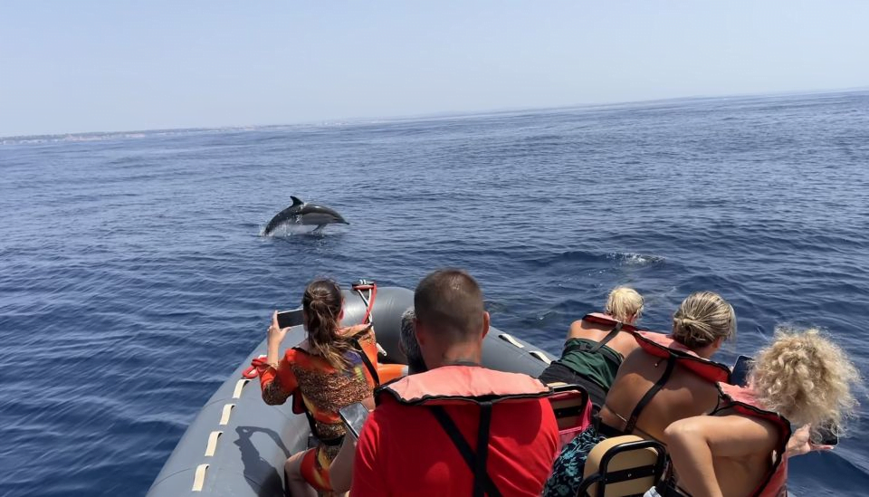 Portimão Algarve activities tips: dolphin spotting.