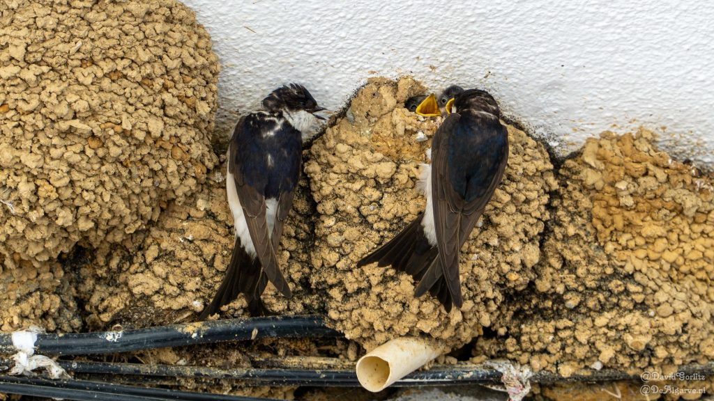 Cabanas de Tavira Algarve, Portugal. Holiday tips and attractions