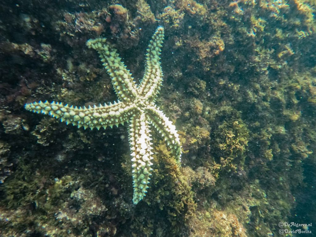 Salema activities Algarve - snorkeling