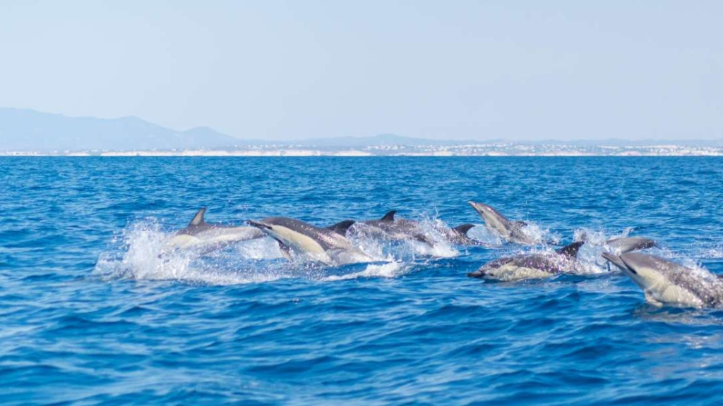 Boat trips Portimão Algarve - Benagil Cave, dolphins, Ponta da Piedade.