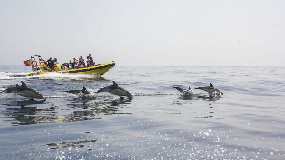 dolphin spotting boat trip albufeira algarve