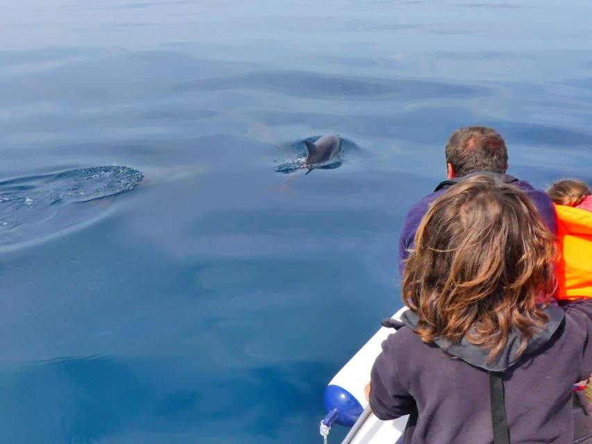Dolphins Algarve - Faro