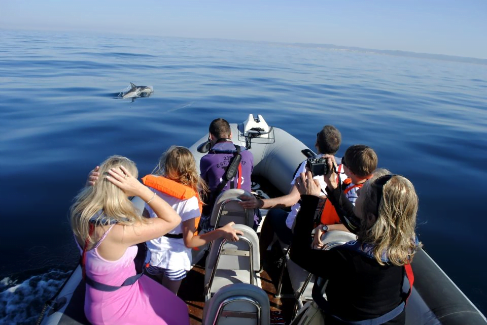 Dolphins Algarve - Faro