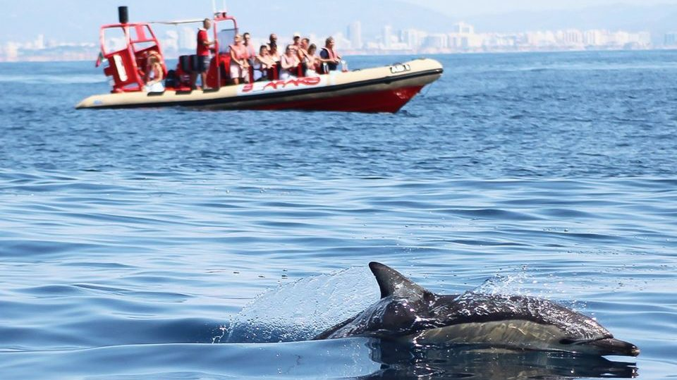 dolphin spotting boat trip lagos algarve