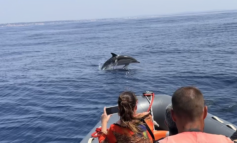 dolphin spotting boat trip lagos algarve