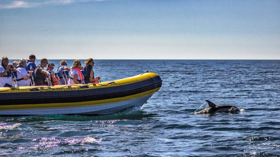 dolphin spotting boat trip lagos algarve