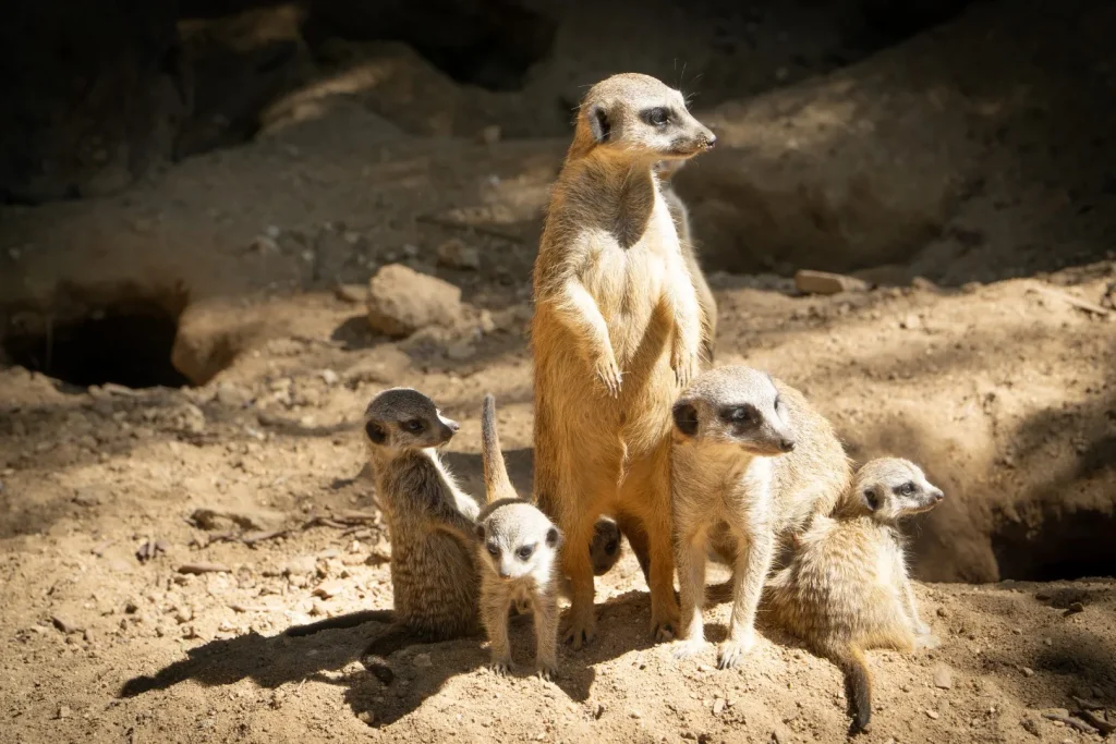 Lagos Zoo Algarve Zoo Tickets Discount Visits Tips
