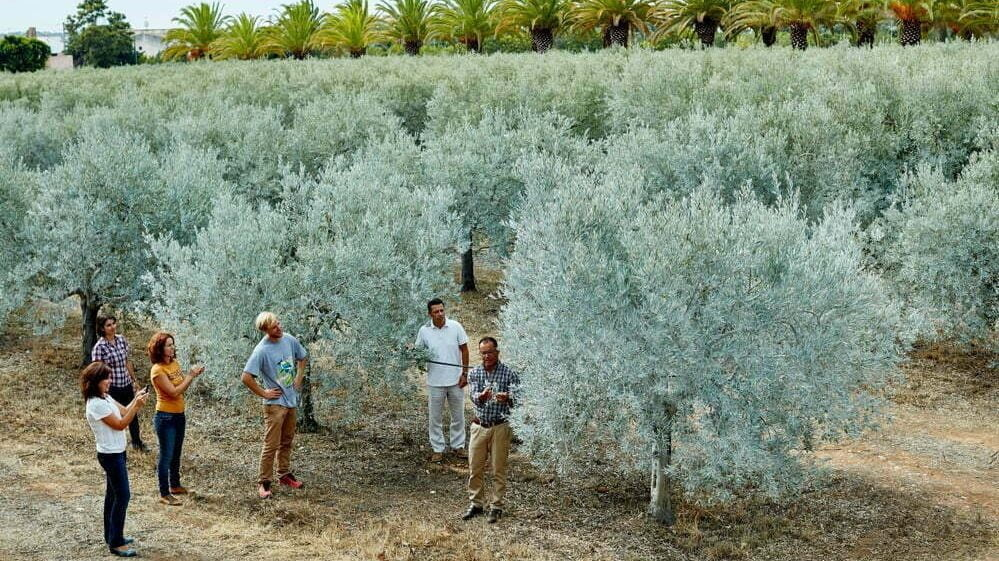 Visit an olivegrove in the Algarve