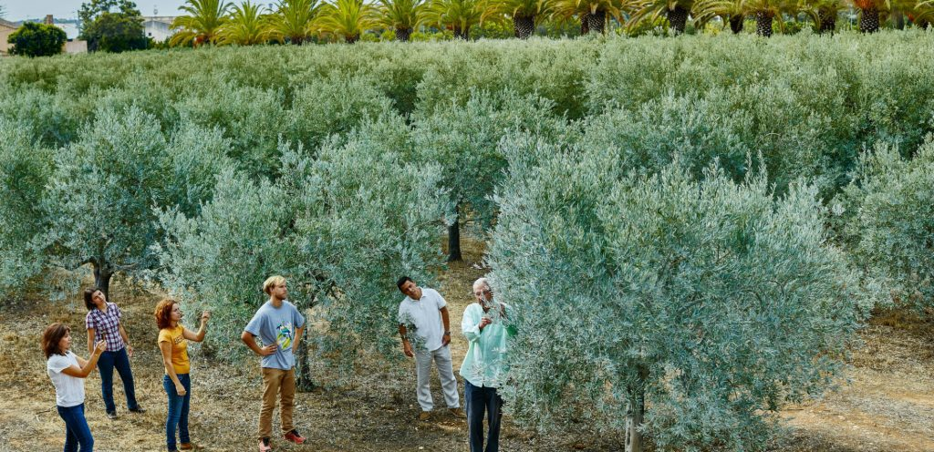 Visit Monterosa olive grove Algarve